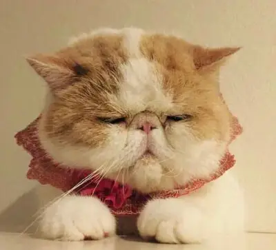  Insert picture description here 